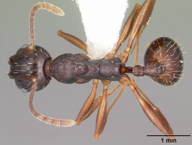 Aphaenogaster picea — queen photo 2