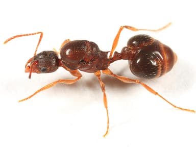 Aphaenogaster rudis photo 8