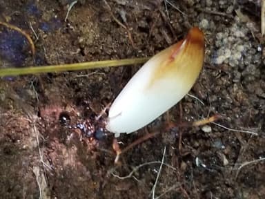 Aphaenogaster rudis photo 9
