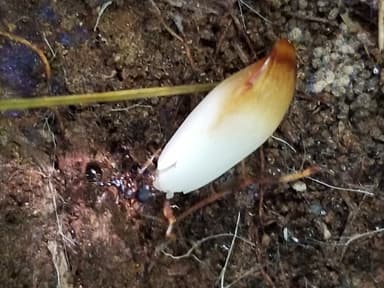 Aphaenogaster rudis photo 10