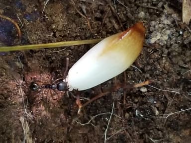 Aphaenogaster rudis photo 11
