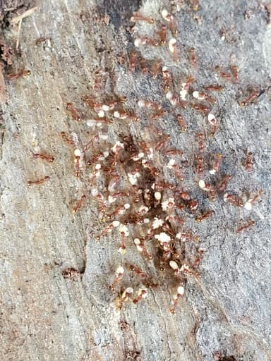 Aphaenogaster rudis photo 12