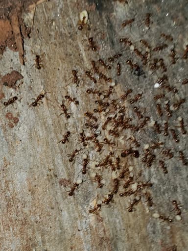 Aphaenogaster rudis photo 13