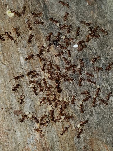 Aphaenogaster rudis photo 14