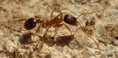 Aphaenogaster rudis — colony photo 15