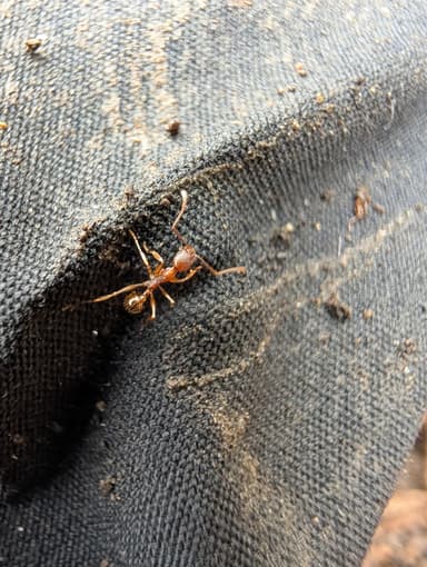 Aphaenogaster rudis photo 16