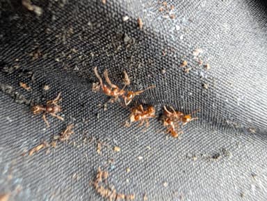 Aphaenogaster rudis photo 17