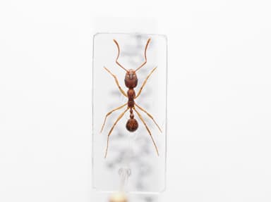 Aphaenogaster rudis photo 18