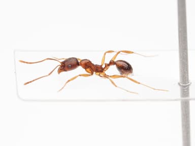 Aphaenogaster rudis photo 19