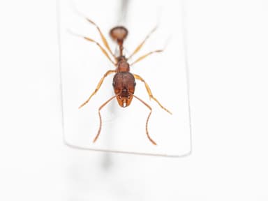 Aphaenogaster rudis photo 20