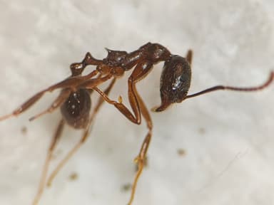 Aphaenogaster rudis photo 21