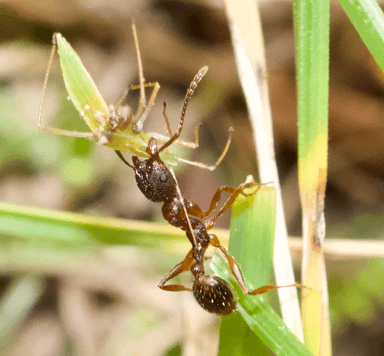 Aphaenogaster rudis photo 22