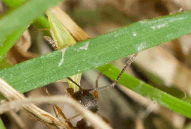 Aphaenogaster rudis photo 23