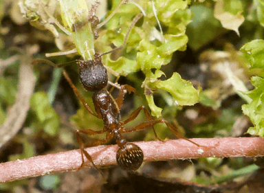 Aphaenogaster rudis photo 24
