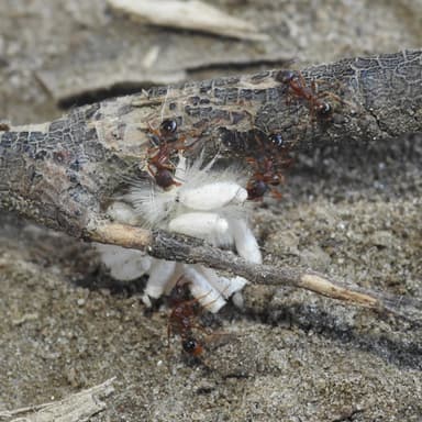Aphaenogaster rudis — colony photo 25