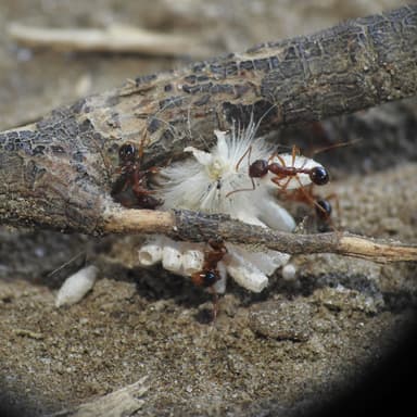 Aphaenogaster rudis — colony photo 26