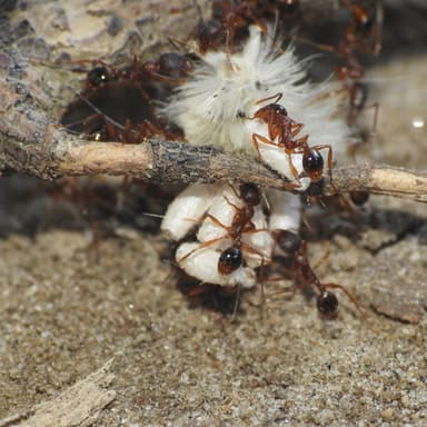 Aphaenogaster rudis — colony photo 27
