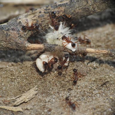 Aphaenogaster rudis — colony photo 28