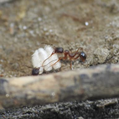 Aphaenogaster rudis — colony photo 29