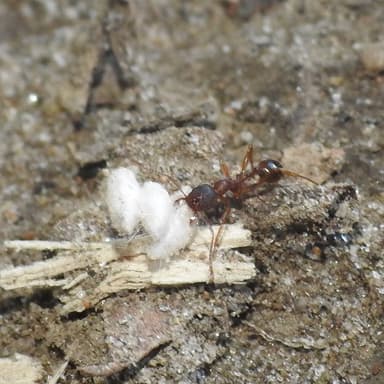 Aphaenogaster rudis — colony photo 30