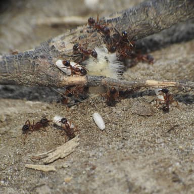 Aphaenogaster rudis — colony photo 31