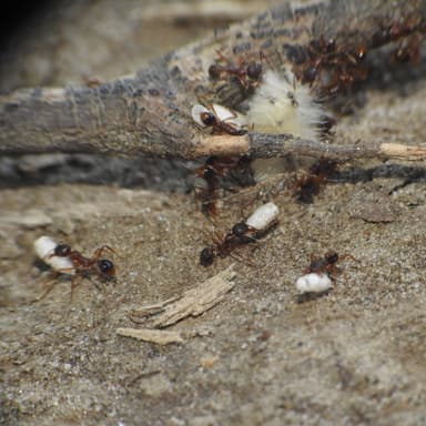 Aphaenogaster rudis — colony photo 32