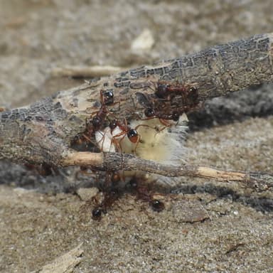Aphaenogaster rudis — colony photo 33