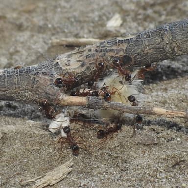 Aphaenogaster rudis — colony photo 34