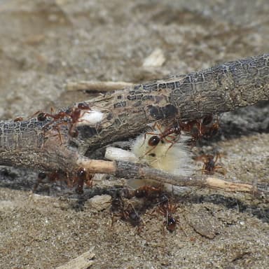 Aphaenogaster rudis — colony photo 35