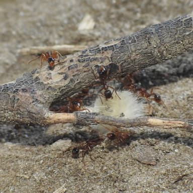 Aphaenogaster rudis — colony photo 36