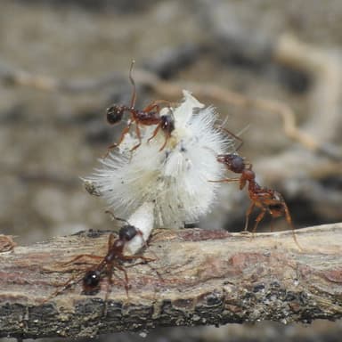 Aphaenogaster rudis — colony photo 37
