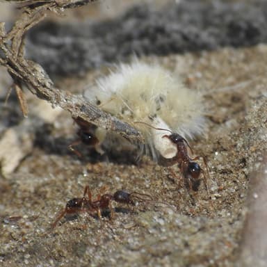 Aphaenogaster rudis — colony photo 38