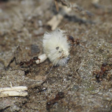 Aphaenogaster rudis — colony photo 39