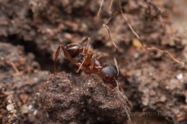 Aphaenogaster rudis photo 40