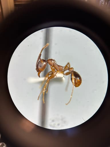Aphaenogaster rudis photo 41