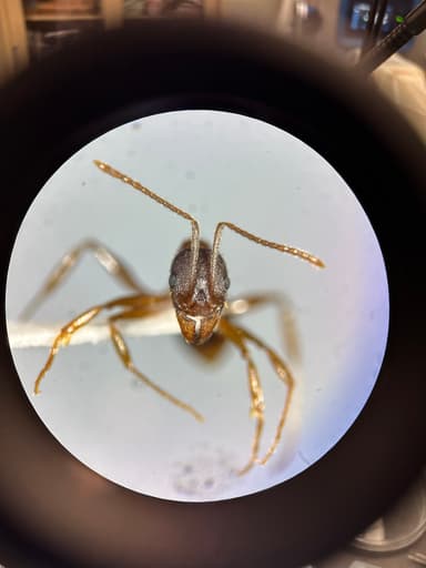 Aphaenogaster rudis photo 42