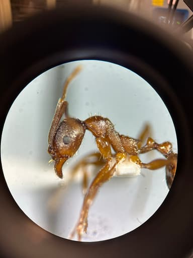 Aphaenogaster rudis photo 43