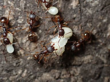 Aphaenogaster rudis photo 44