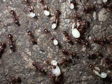 Aphaenogaster rudis photo 45
