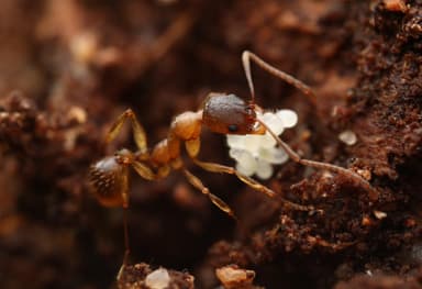 Aphaenogaster rudis photo 46