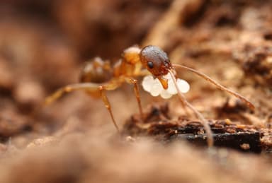 Aphaenogaster rudis photo 47