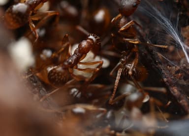Aphaenogaster rudis photo 48
