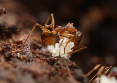 Aphaenogaster rudis photo 49
