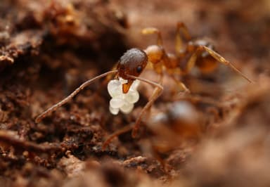 Aphaenogaster rudis photo 50