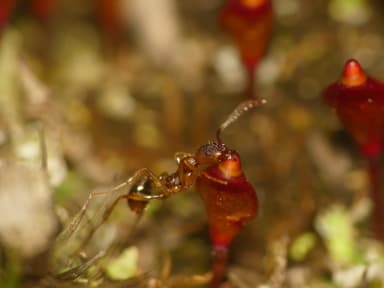 Aphaenogaster rudis photo 51