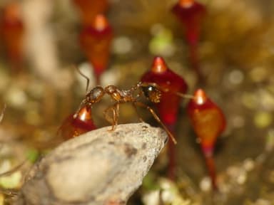 Aphaenogaster rudis photo 52