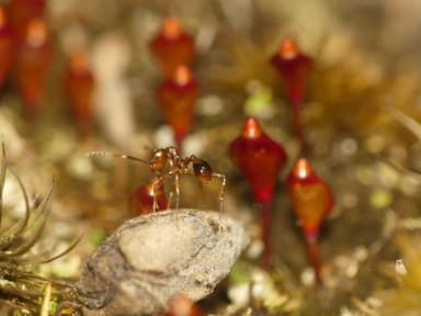 Aphaenogaster rudis photo 53