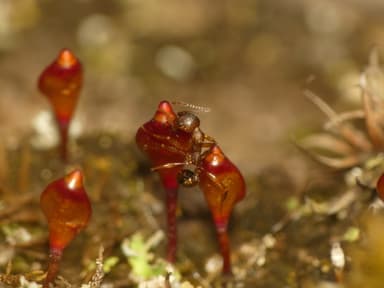 Aphaenogaster rudis photo 54