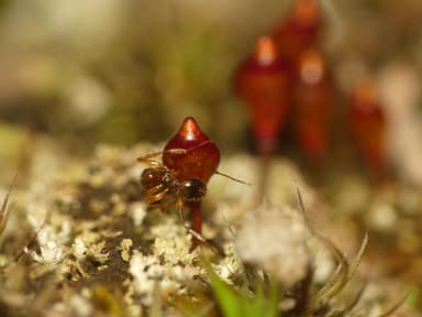 Aphaenogaster rudis photo 55