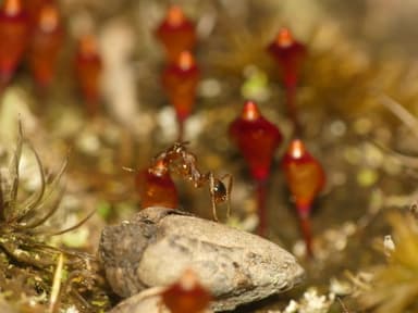 Aphaenogaster rudis photo 56